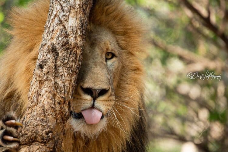 Dennis King Mpofu Big Dee Wild Photography Zimbabwe photographic safari