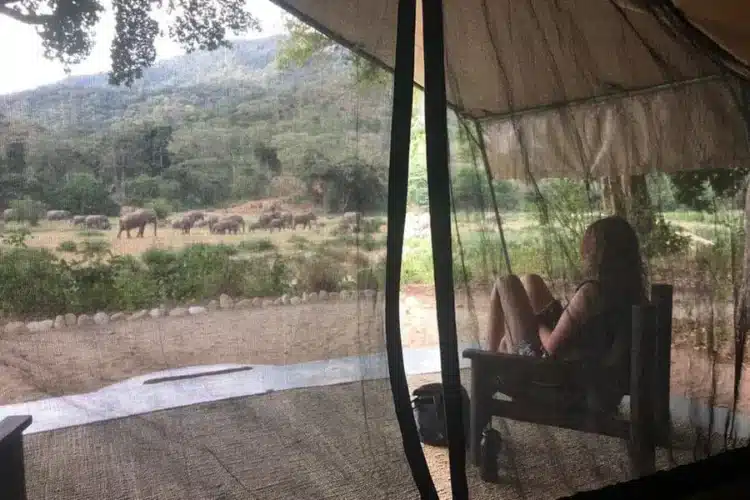 kitsch forest camp tent kenya wellness safari collection