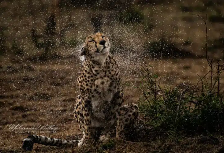 Mohammed Kicheche gold guide photographic safaris in focus kenya in focus