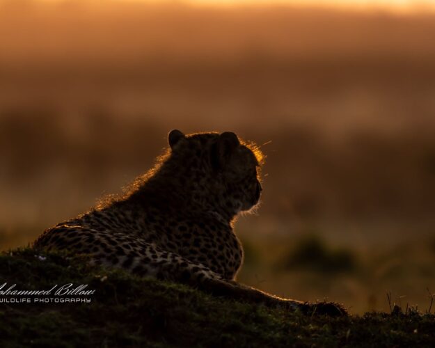Mohammed Kicheche gold guide photographic safaris in focus kenya in focus