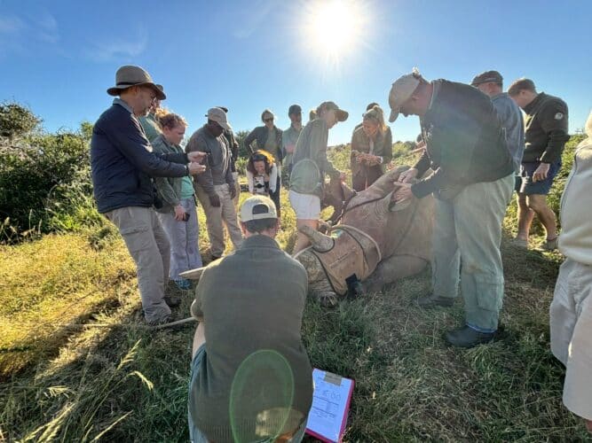 Kwandwe conservation safari collection