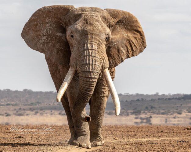 Mohammed Kicheche gold guide photographic safaris in focus kenya in focus