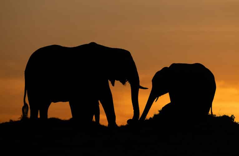 Mohammed Kicheche gold guide photographic safaris in focus kenya in focus