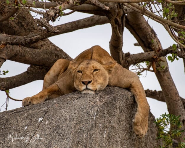 Mohammed Kicheche gold guide photographic safaris in focus kenya in focus