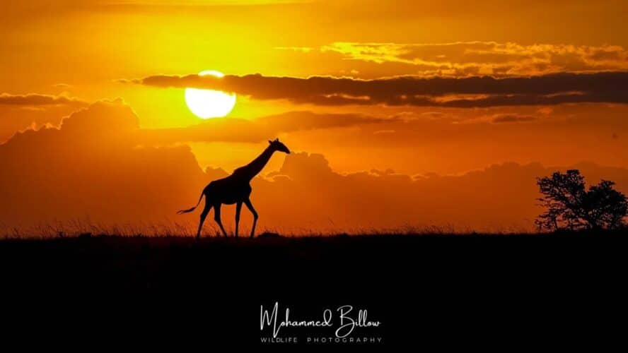 Mohammed Kicheche gold guide photographic safaris in focus kenya in focus