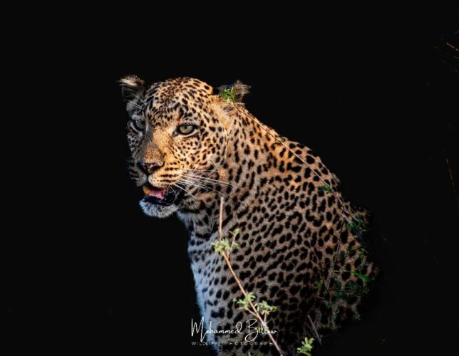 Mohammed Kicheche gold guide photographic safaris in focus kenya in focus