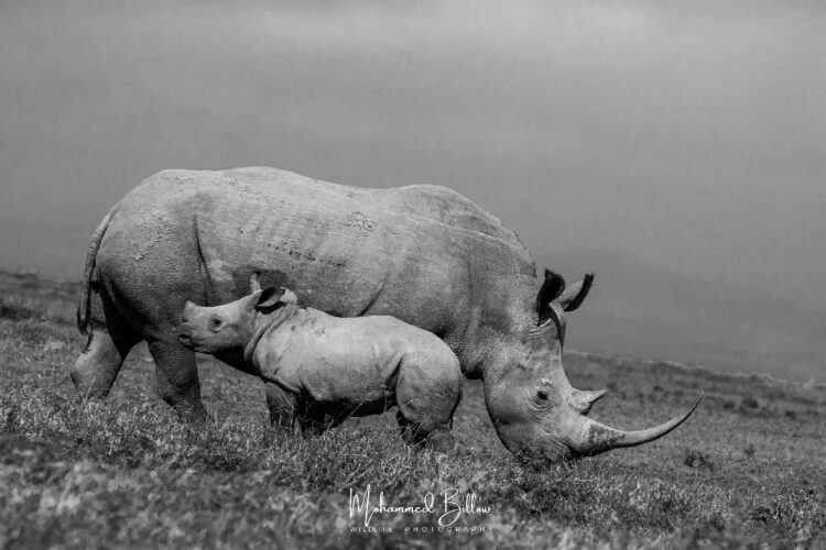 Mohammed Kicheche gold guide photographic safaris in focus kenya in focus
