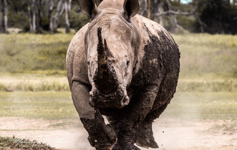 Mohammed Kicheche gold guide photographic safaris in focus kenya in focus