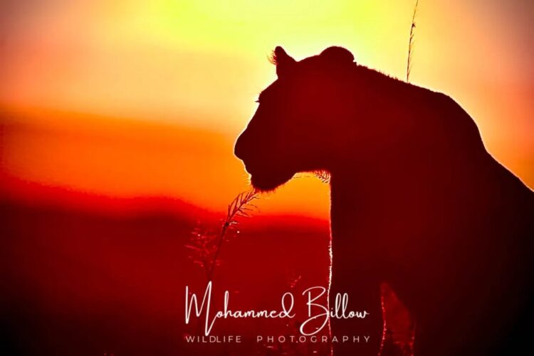 Mohammed Kicheche gold guide photographic safaris in focus kenya in focus lioness sunset