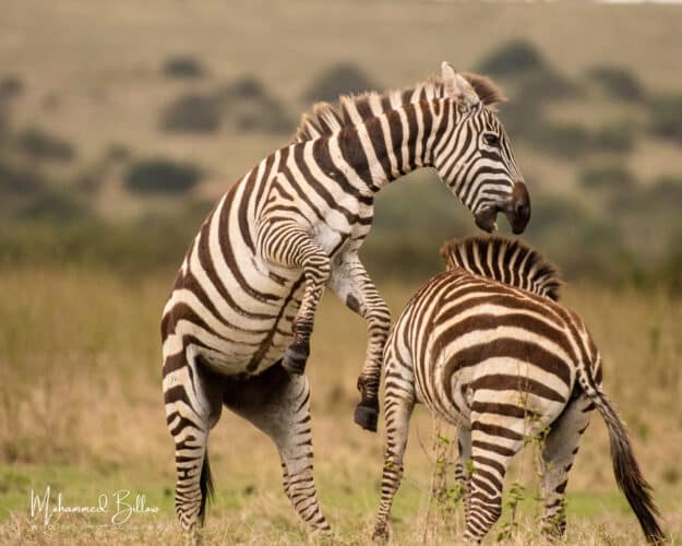 Mohammed Kicheche gold guide photographic safaris in focus kenya in focus