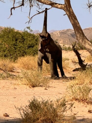 Desert elephants namibia Tracking desert elephant namibia Namibia desert adapted elephant Danica Wilson photo namibia Damaraland onduli Ridge 2023