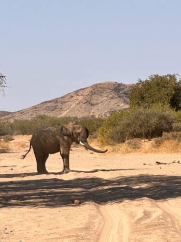 Desert elephants namibia Tracking desert elephant namibia Namibia desert adapted elephant Danica Wilson photo namibia Damaraland onduli Ridge 2023