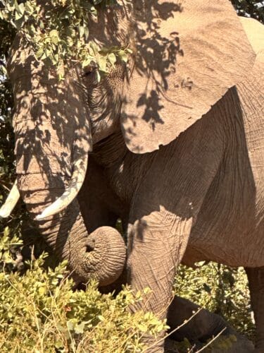 Desert elephants namibia Tracking desert elephant namibia Namibia desert adapted elephant Danica Wilson photo namibia Damaraland onduli Ridge 2023