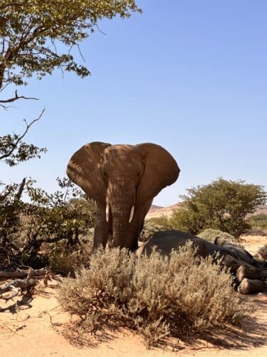 Desert elephants namibia Tracking desert elephant namibia Namibia desert adapted elephant Danica Wilson photo namibia Damaraland onduli Ridge 2023