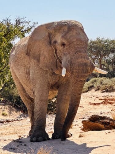 Desert elephants namibia Tracking desert elephant namibia Namibia desert adapted elephant Danica Wilson photo namibia Damaraland onduli Ridge 2023