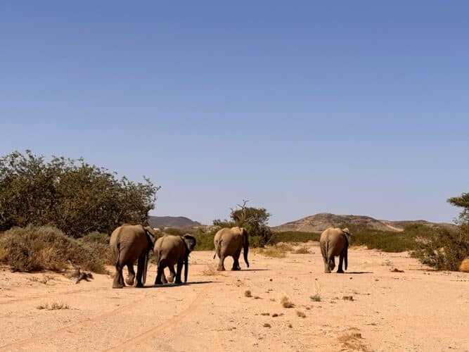 Desert elephants namibia Tracking desert elephant namibia Namibia desert adapted elephant Danica Wilson photo namibia Damaraland onduli Ridge 2023