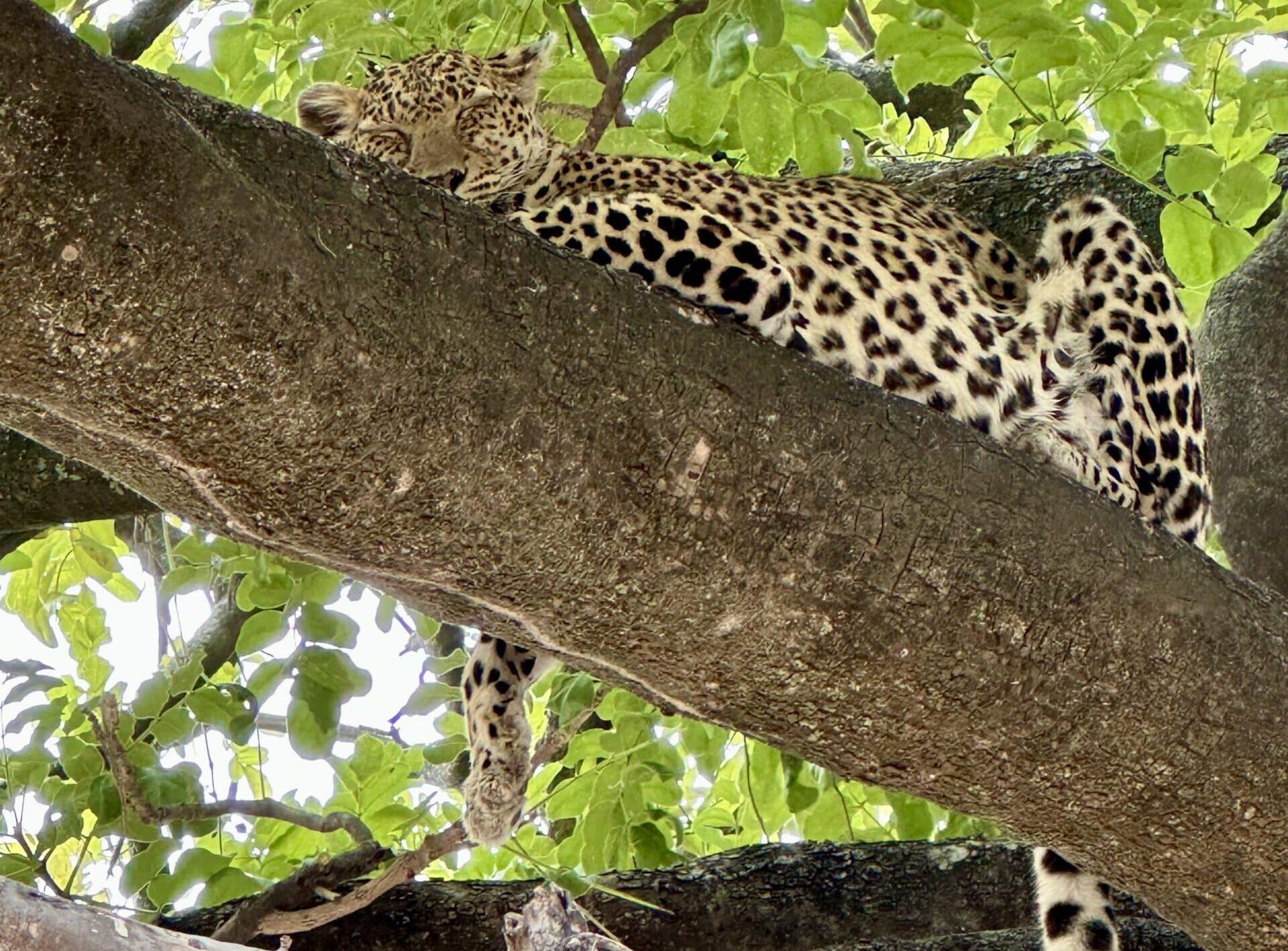Leopard in a tree family safari Luke holden Botswana chobe 2025