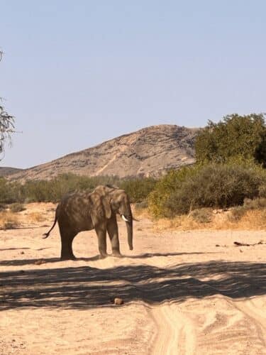 Desert elephants namibia Tracking desert elephant namibia Namibia desert adapted elephant Danica Wilson photo namibia Damaraland onduli Ridge 2023