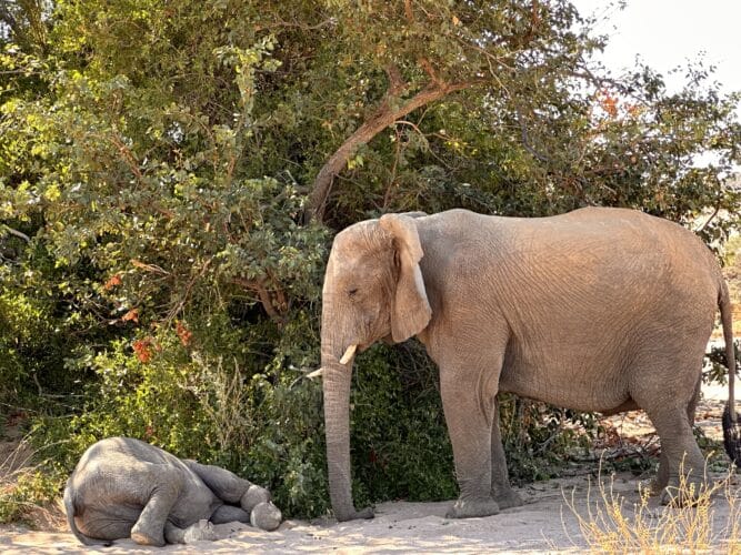 Desert elephants namibia Tracking desert elephant namibia Namibia desert adapted elephant Danica Wilson photo namibia Damaraland onduli Ridge 2023