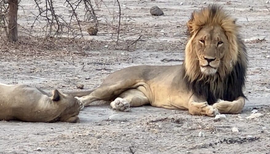 Kalahari lion Luke Holden family review Botswana family safari