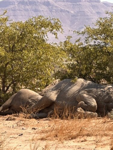 elephant sleeping large male