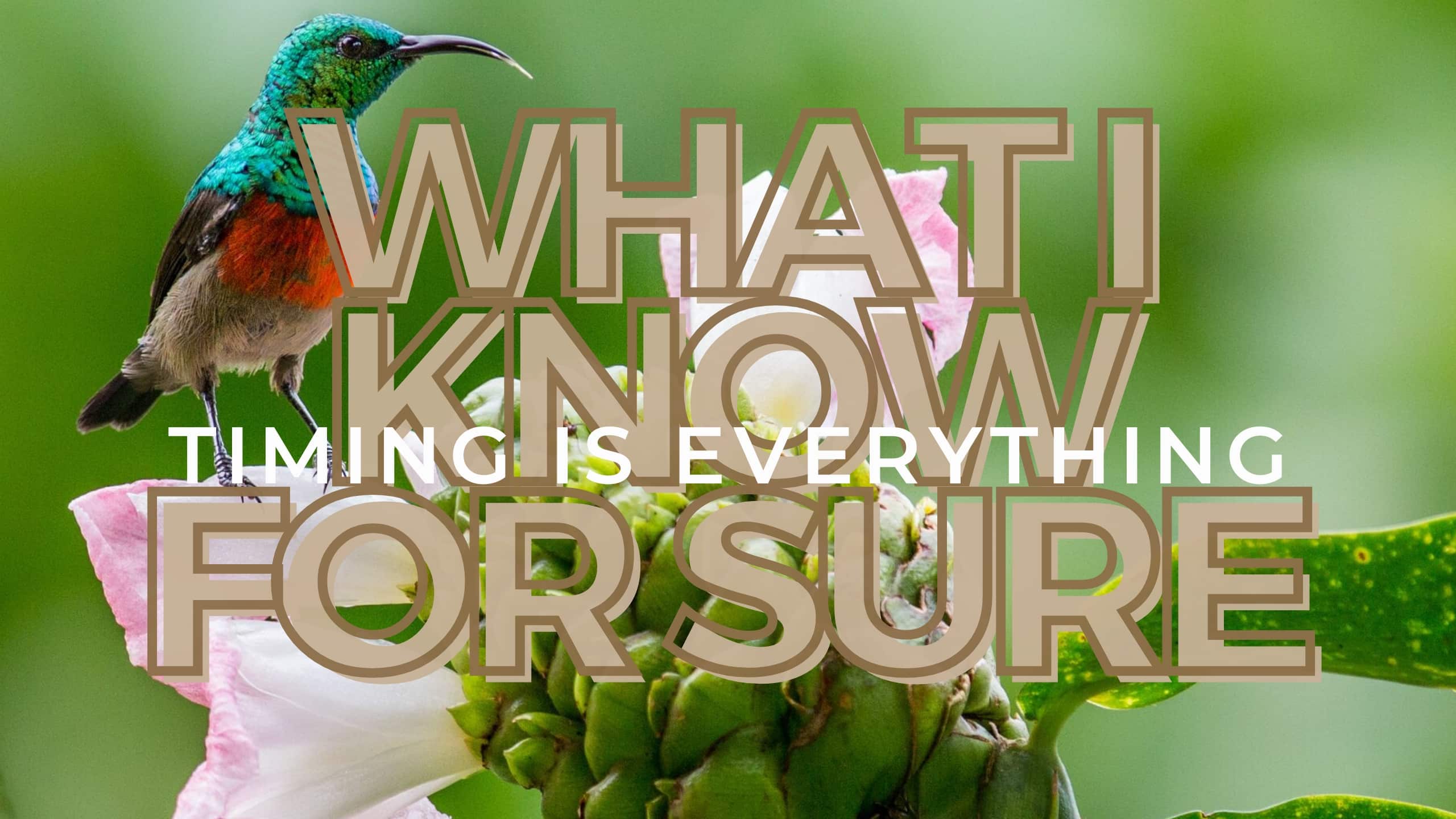 what I know for sure timing a safari holiday 