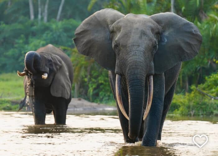 Kamba (formerly Congo Conservation Company), Central Africa elephants in the water shot by Kimba
