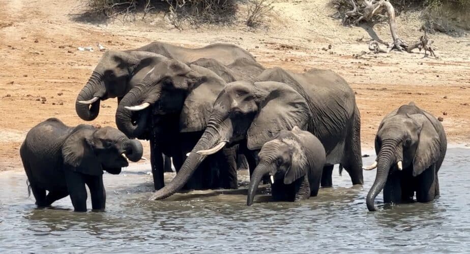 Luke Holden family review Botswana family