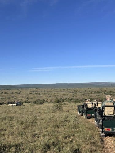 waiting for the signal Kwandwe rhino conservation experience