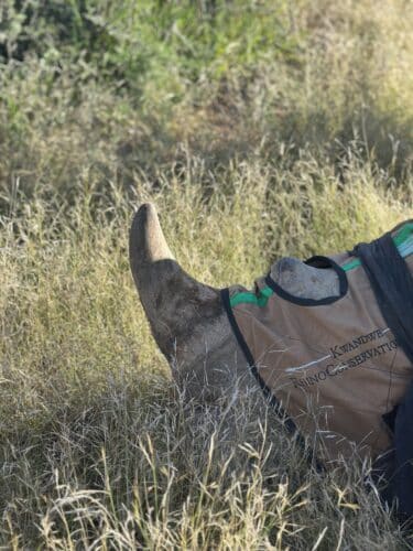 Kwandwe rhino conservation experience