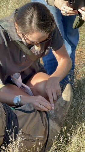 swift work at Kwandwe rhino conservation experience