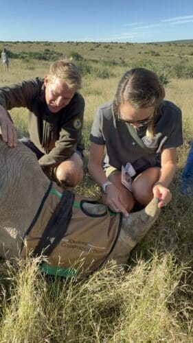 Kwandwe rhino conservation experience