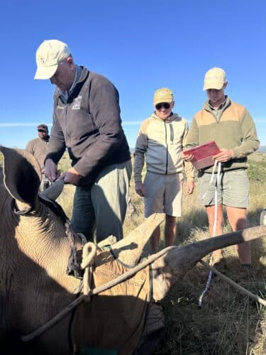 Kwandwe rhino conservation experience