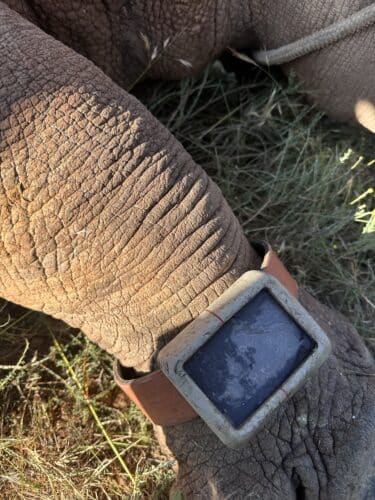 tracking device Kwandwe rhino conservation experience