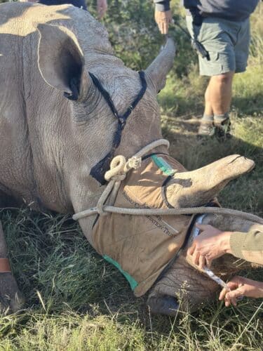 Kwandwe rhino conservation experience