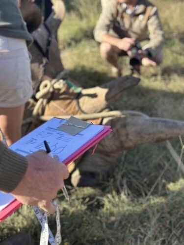 Kwandwe rhino conservation experience