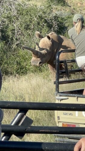 she's awake Kwandwe rhino conservation experience