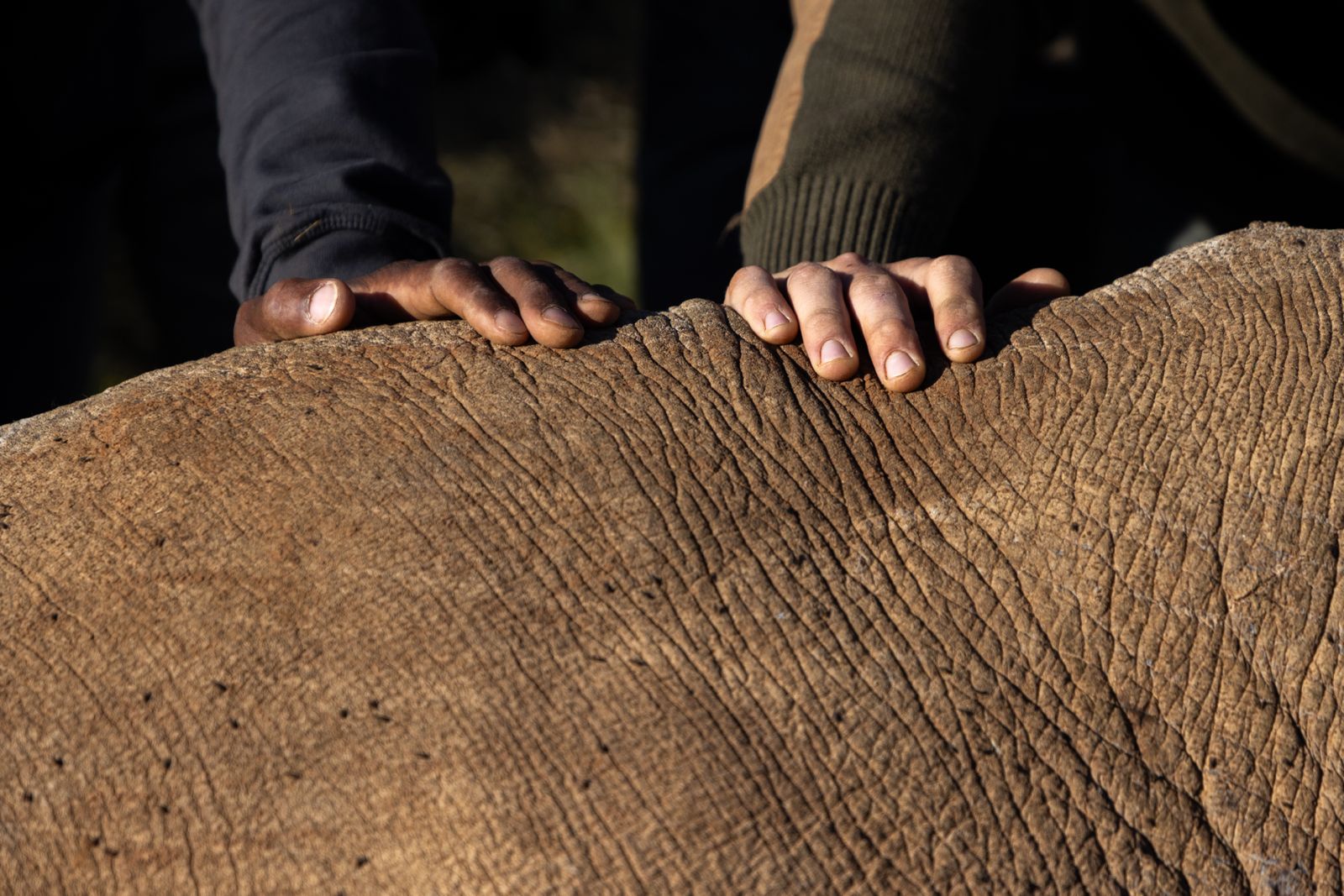 Kwandwe rhino experience photo by Dan from USA 