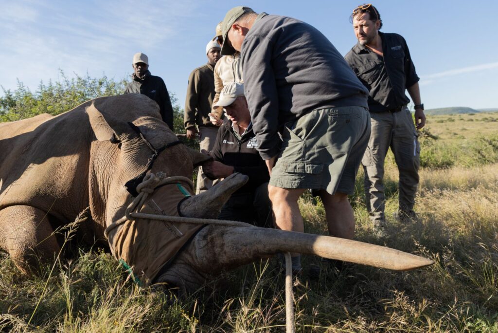 Kwandwe rhino experience photo by Dan from USA 