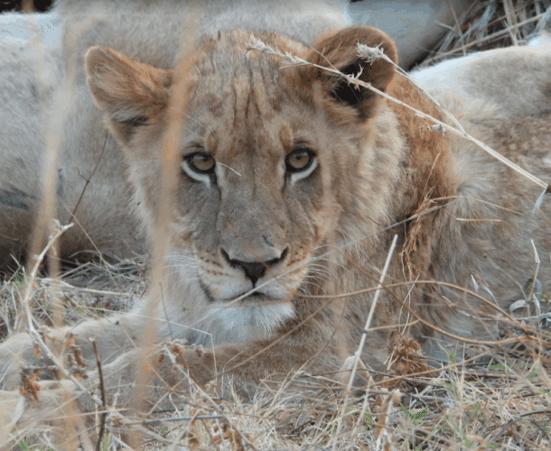 John Rees client 2025 East and Southern Africa couples safari lion cub