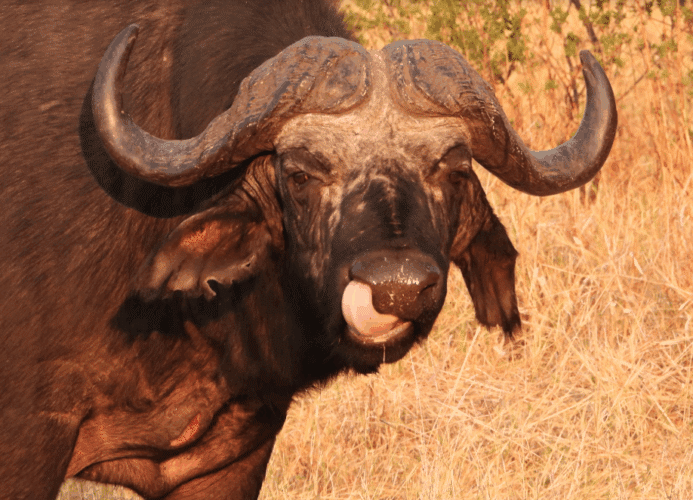 John Rees client 2025 East and Southern Africa couples safari buffalo