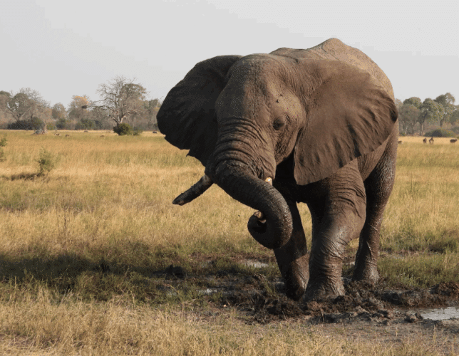 John Rees client 2025 East and Southern Africa couples safari elephant