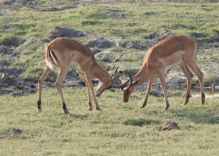 John Rees client 2025 East and Southern Africa couples safari impala fight