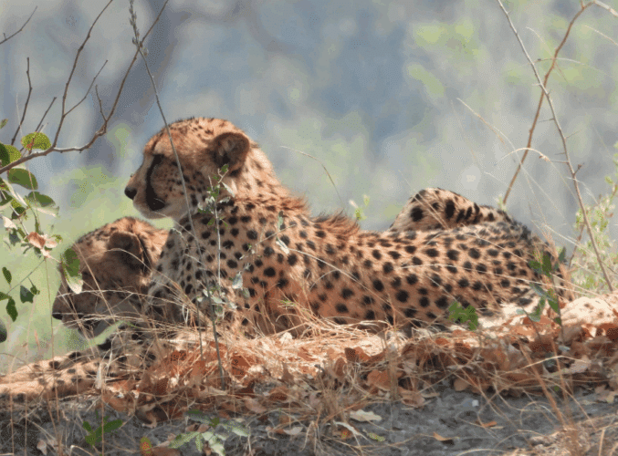 John Rees client 2025 East and Southern Africa couples safari cheetah