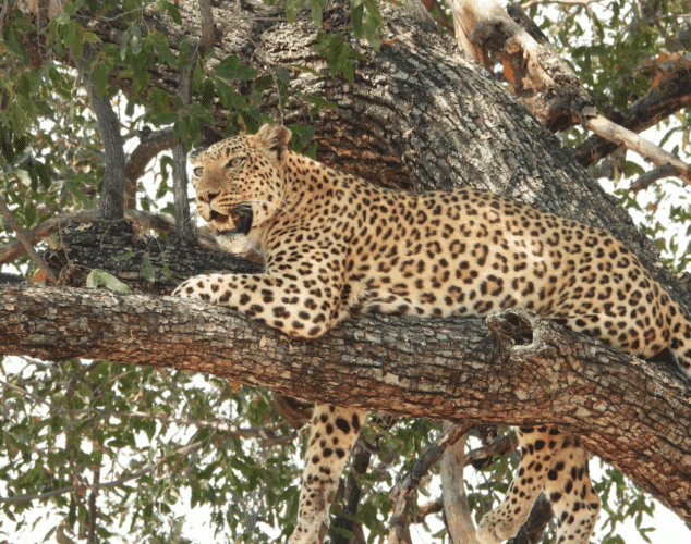 John Rees client 2025 East and Southern Africa couples safari leopard in a tree