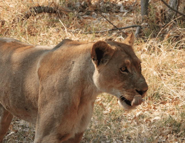 John Rees client 2025 East and Southern Africa couples safari lioness