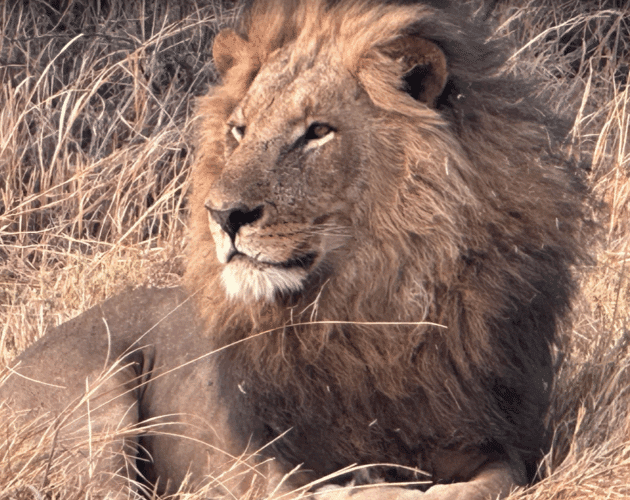 Family safari Botswana Zimbabwe 2024 Vickery