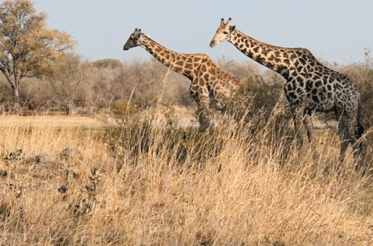 Family safari Botswana Zimbabwe 2024 Vickery giraffe
