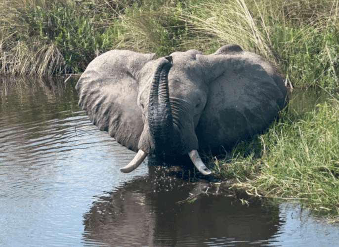Family safari Botswana Zimbabwe 2024 Vickery