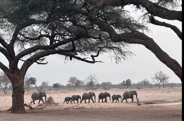 Family safari Botswana Zimbabwe 2024 Vickery